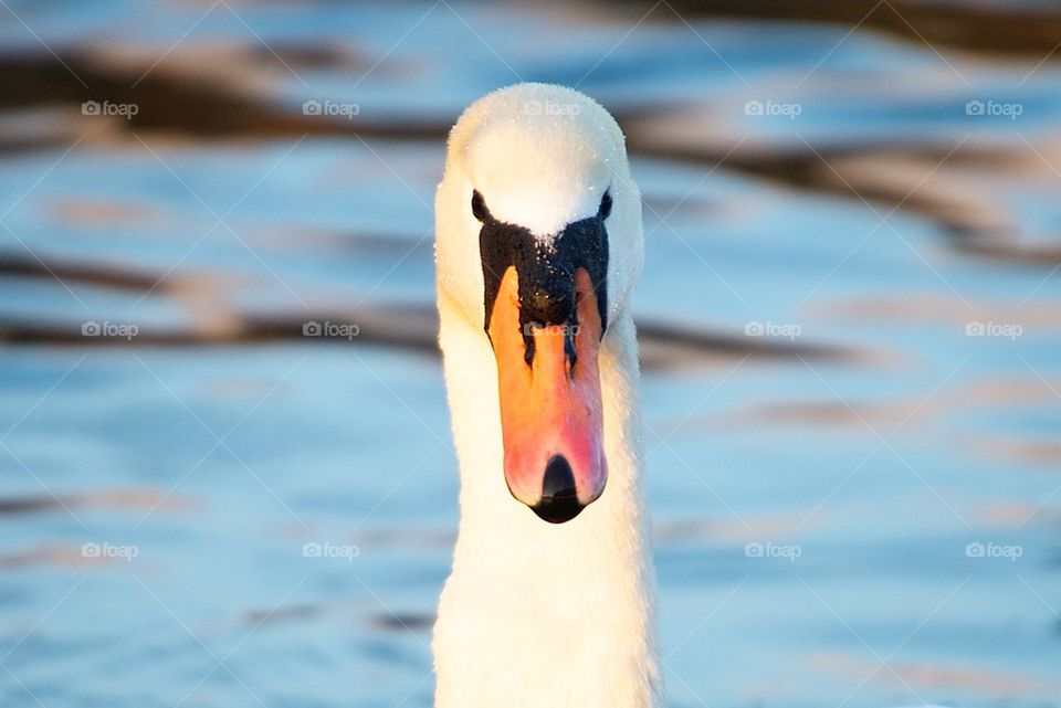 Front view of a swan