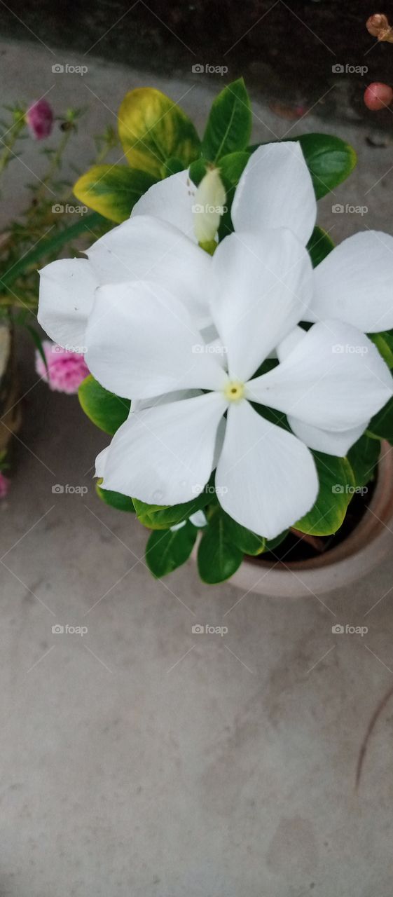 Annual vinca (Catharanthus roseus) is a tropical perennial that is grown as an annual in most regions. 