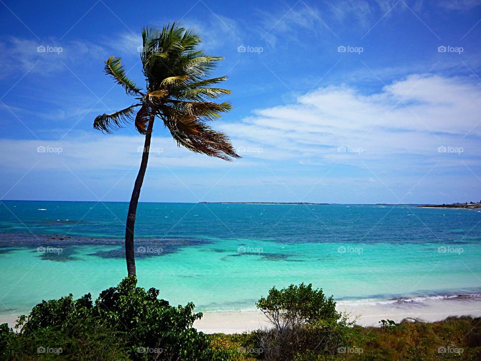Palm Tree, Antigua, Caribbean 