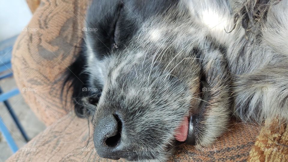 old sleeping spaniel dog show her uval