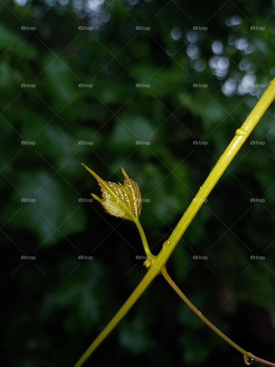 Beautiful view of the leaf with nice green background clousup photo