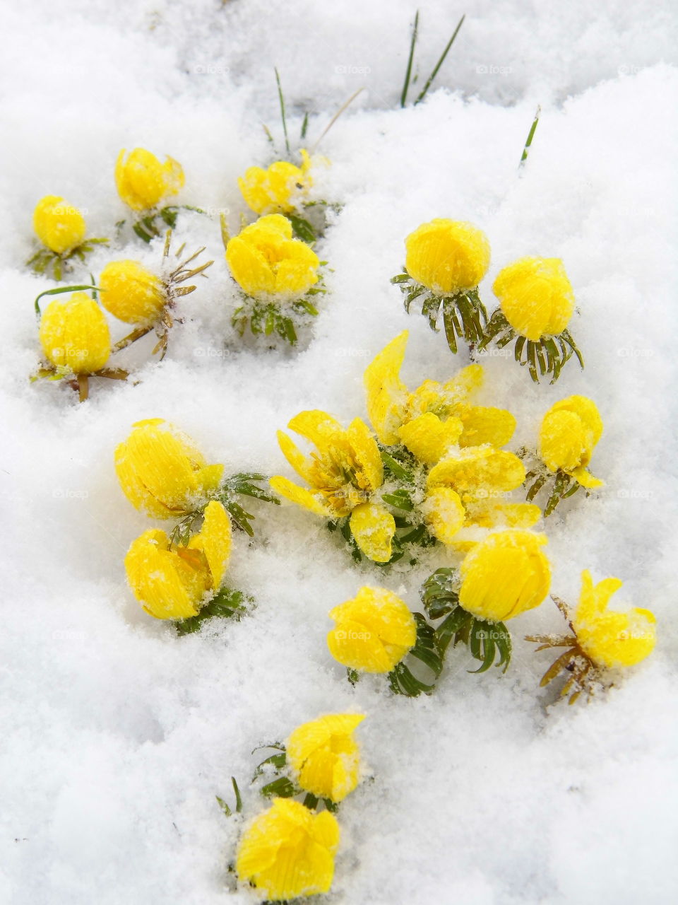 yellow flowers on Snow in winter