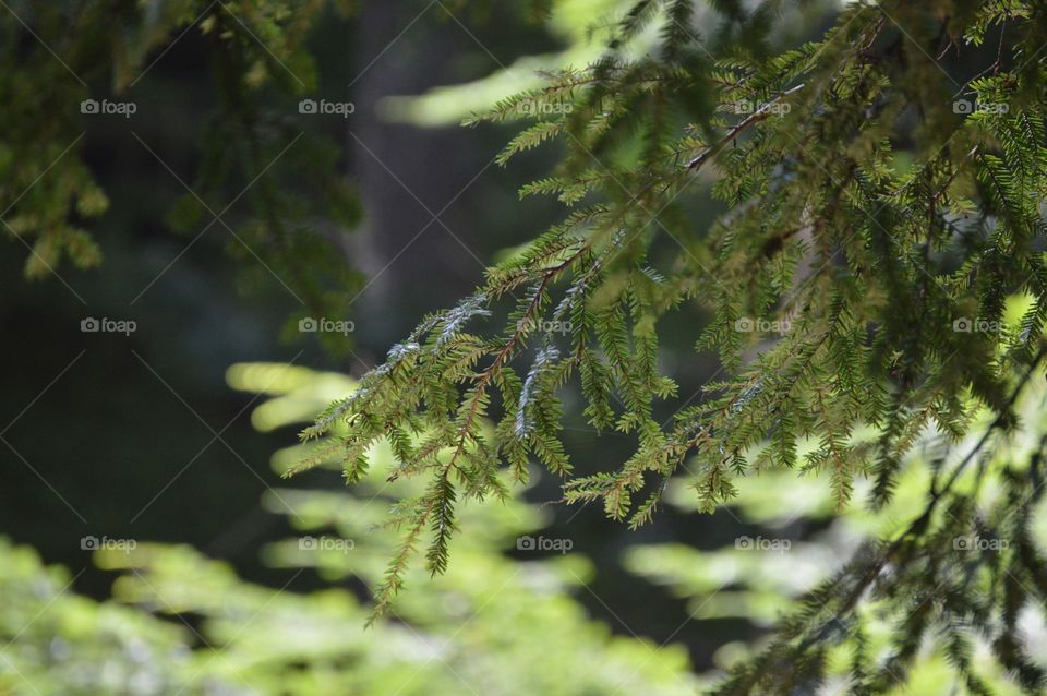 Layered. 💚🌲💚
