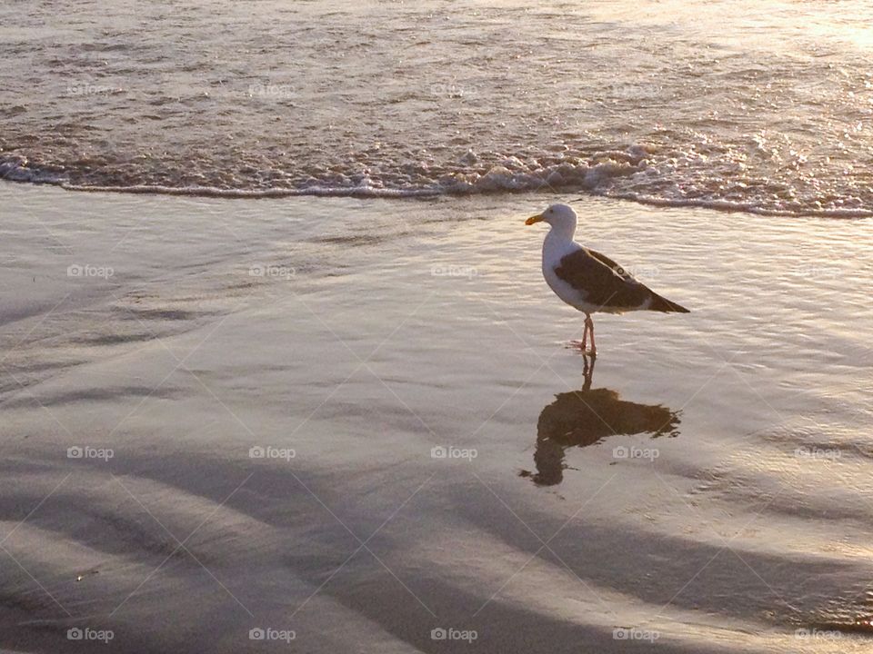 Lone Seagull