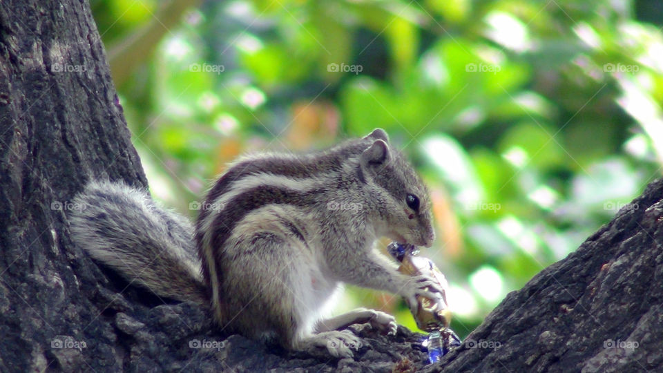 Little squirrel enjoying a sweet eclairs.