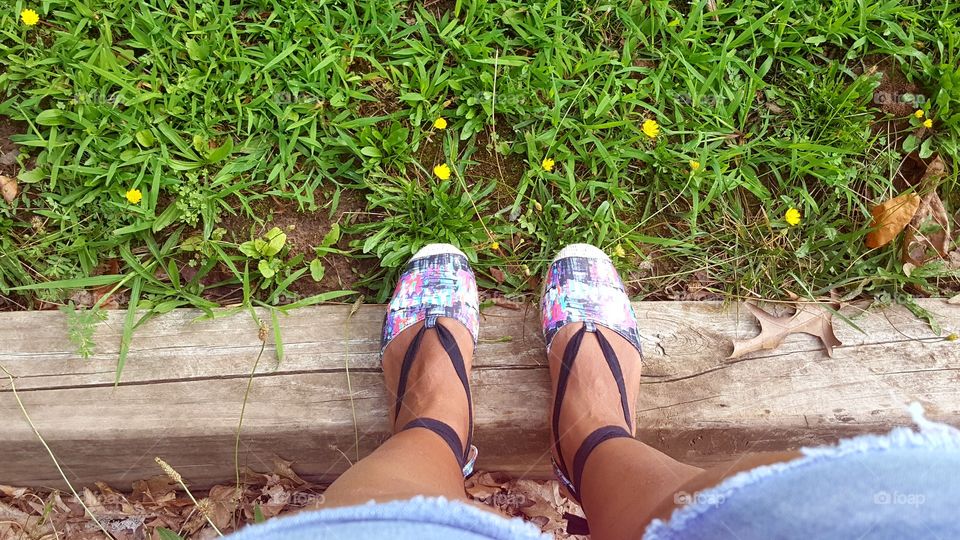 Above the Dandelions