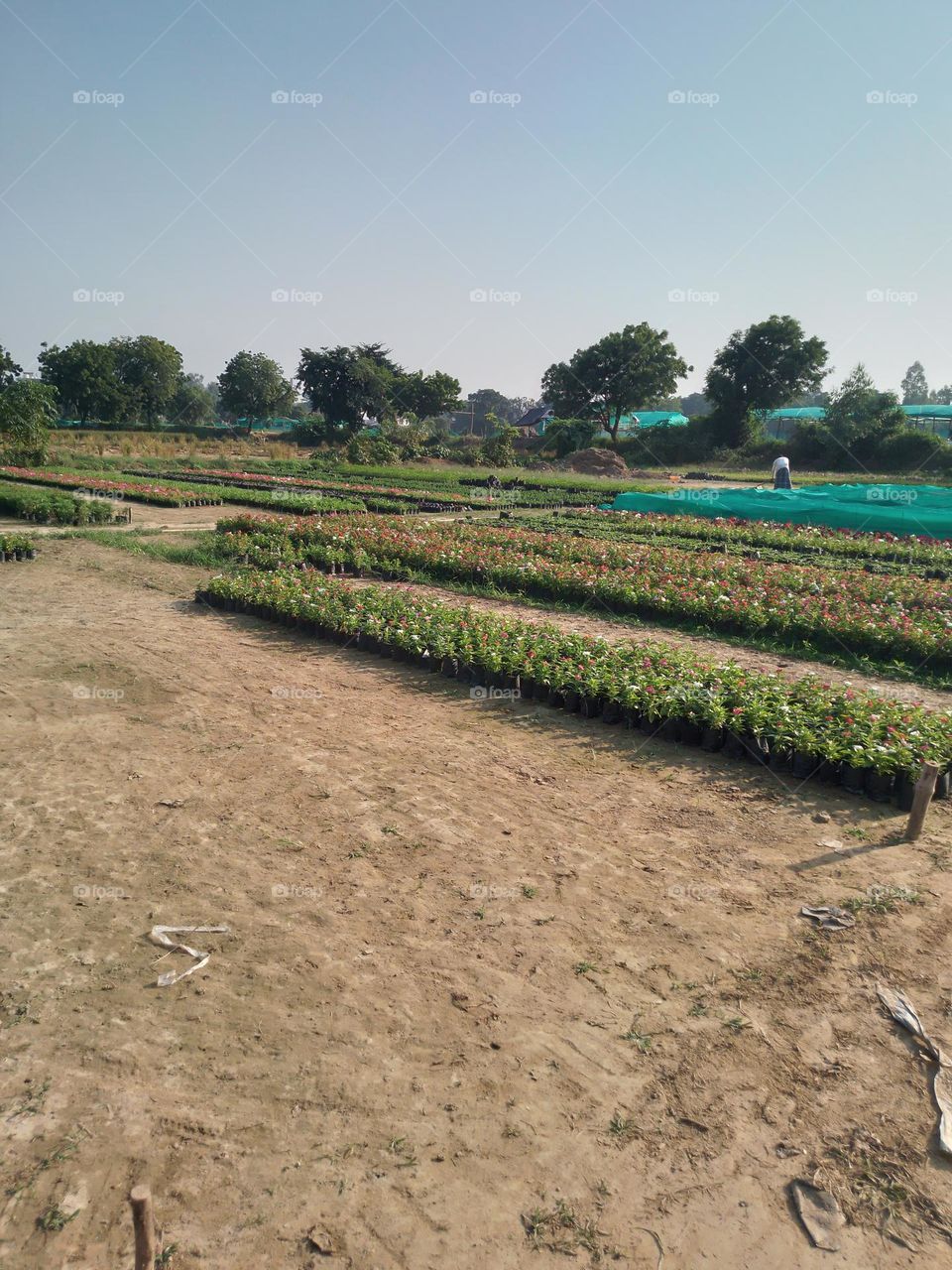 flower nursery