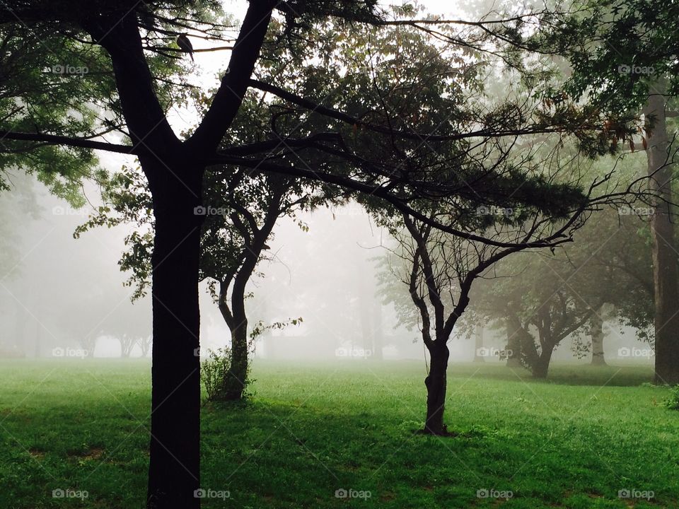 Foggy Forest