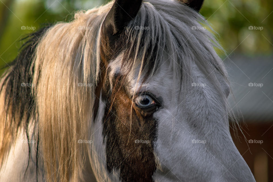 Magic horses