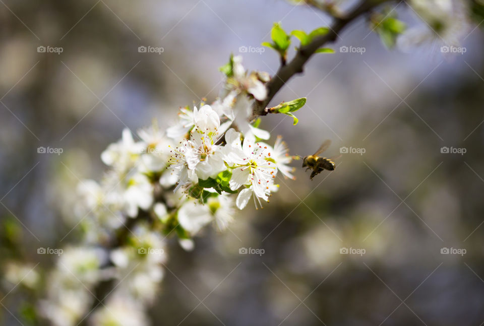 Bee flying close to a beautiful white blossomed spring branch