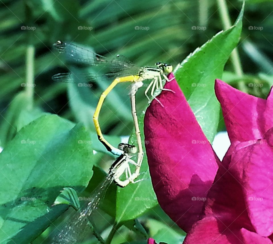 butterfly s together . love of butterflies 