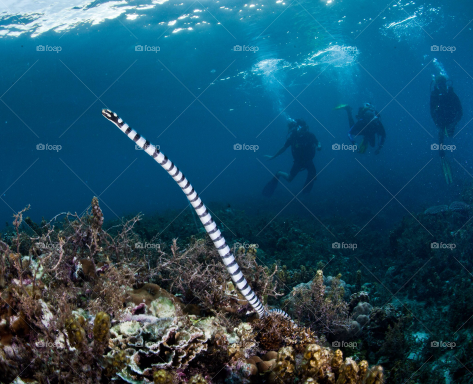 bubbles coral cebu underwater by paulcowell