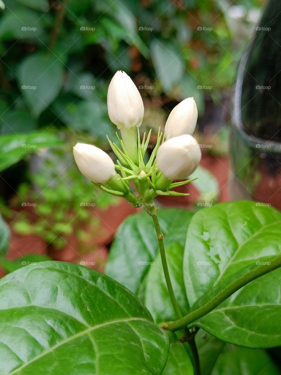 Jasmine flowers