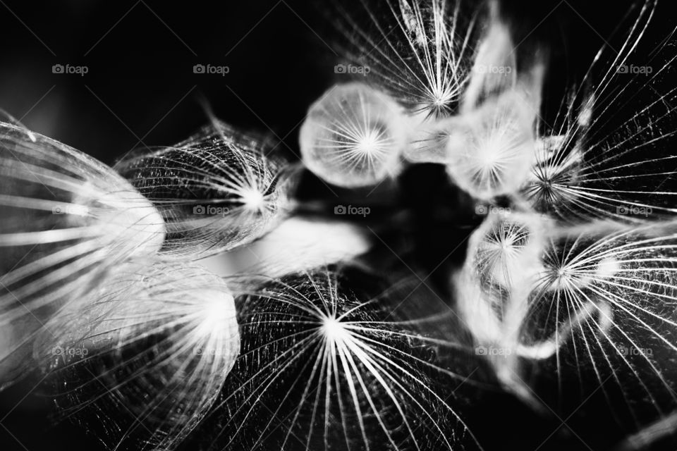 Dandelion partially blown away black and white