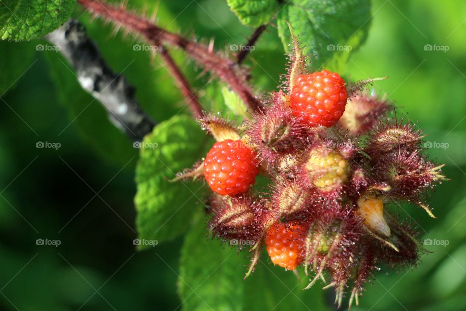 Wild mountain wine berries