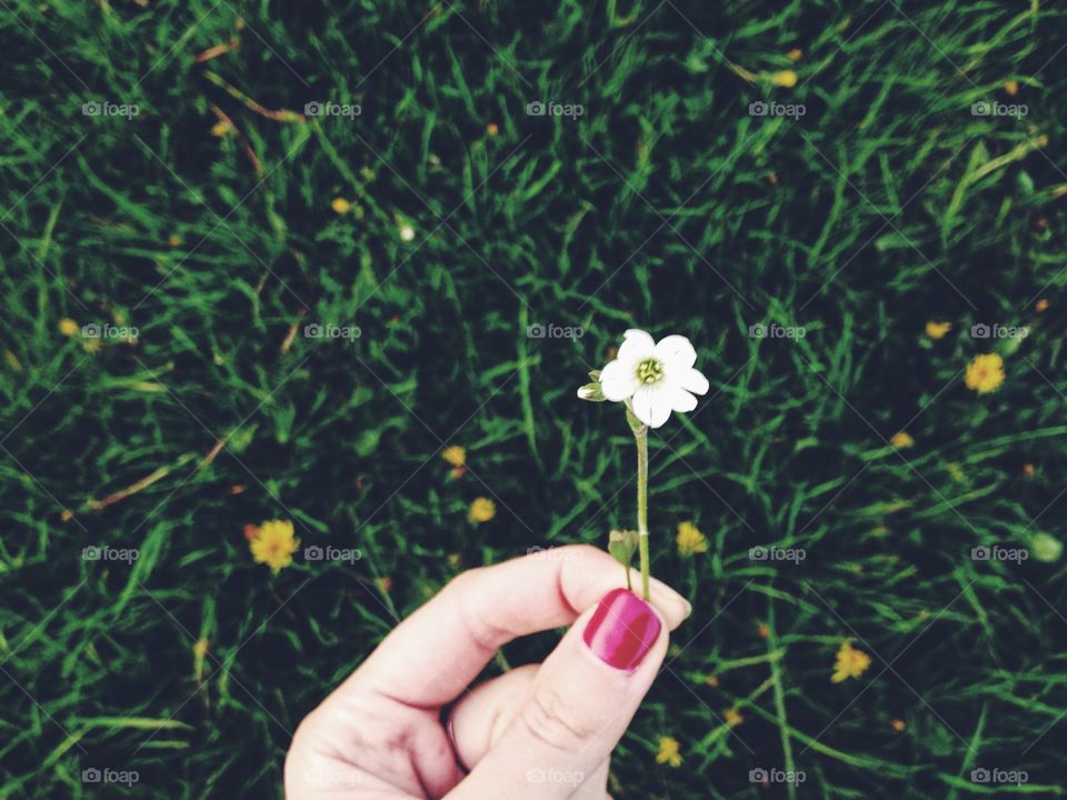 Hand holding little white flower  