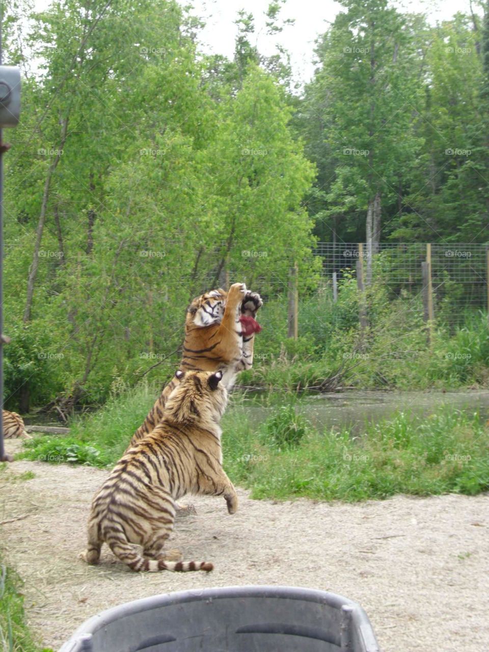 Tiger feeding