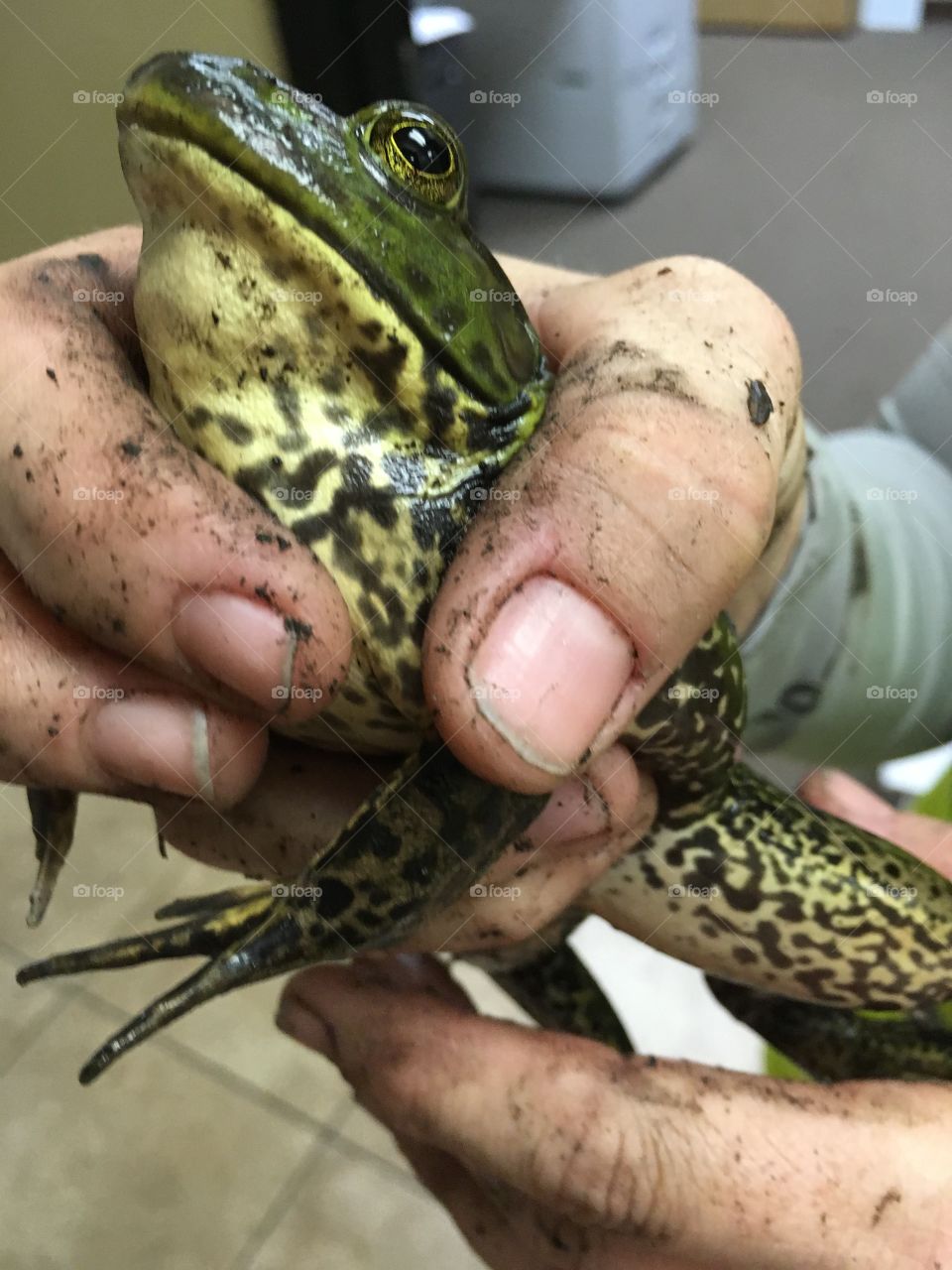 Bullfrog who got caught 