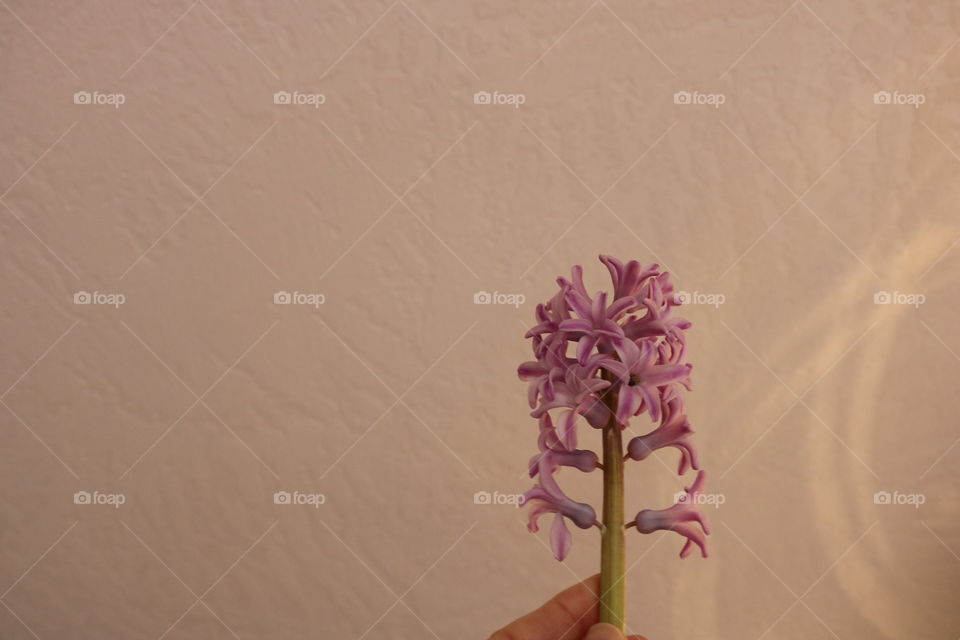 Holding a hyacinth 