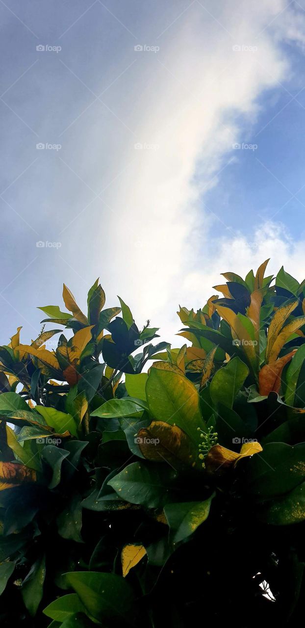 white clouds, blue sky and beautiful trees, landscape