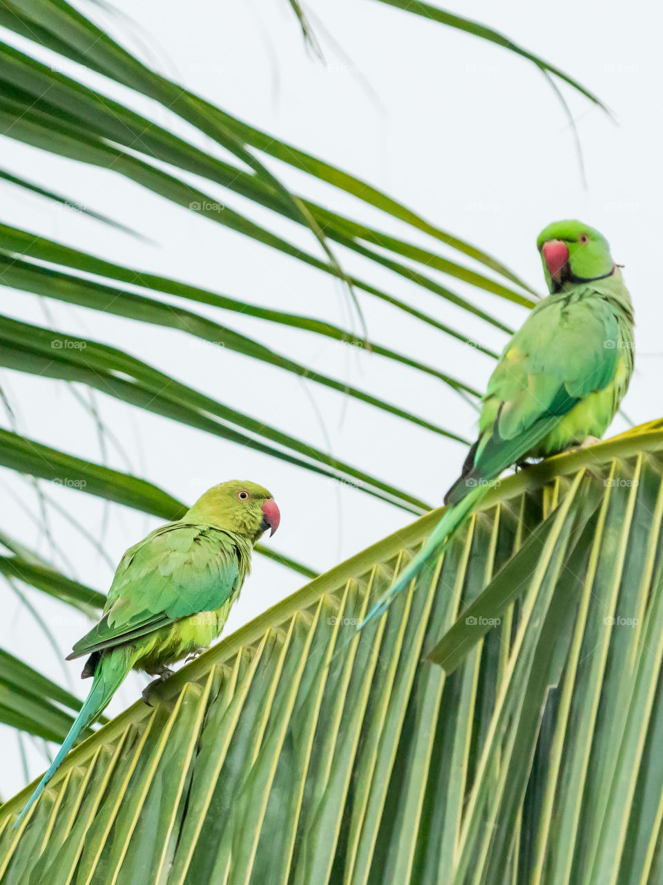 Rose-ringed parakeet