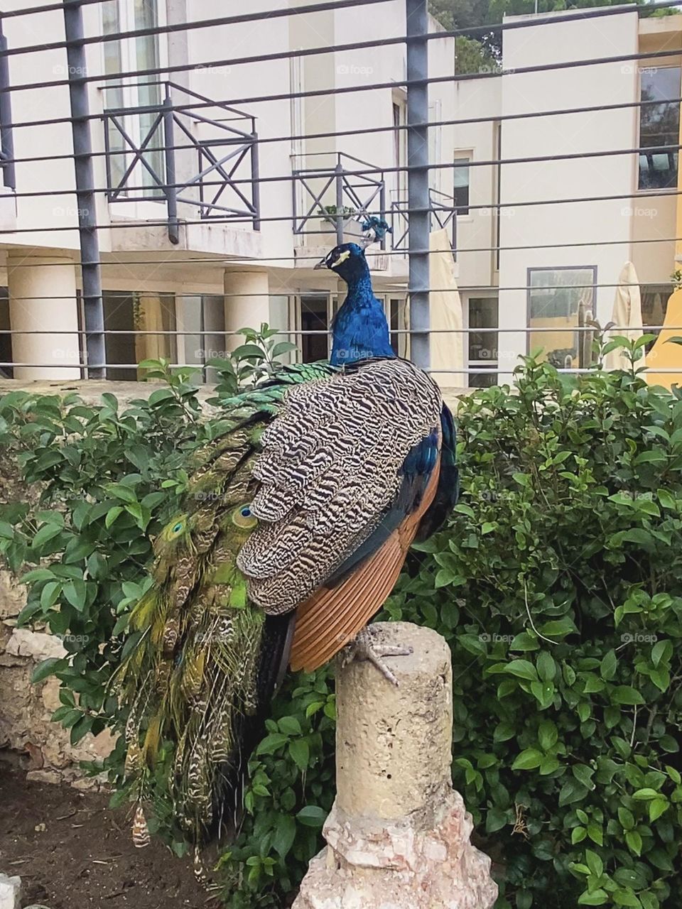 A peacock sits on a column against the backdrop of a beautiful house