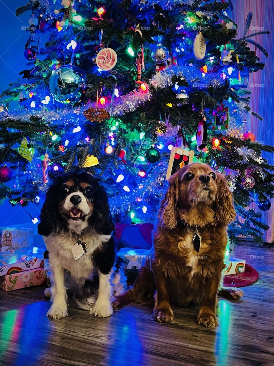 Two senior Cavaliers sitting by a Christmas tree 