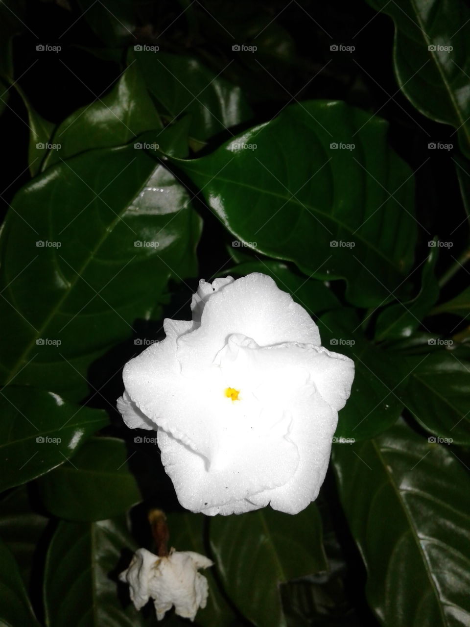 white flower
seasonal flower