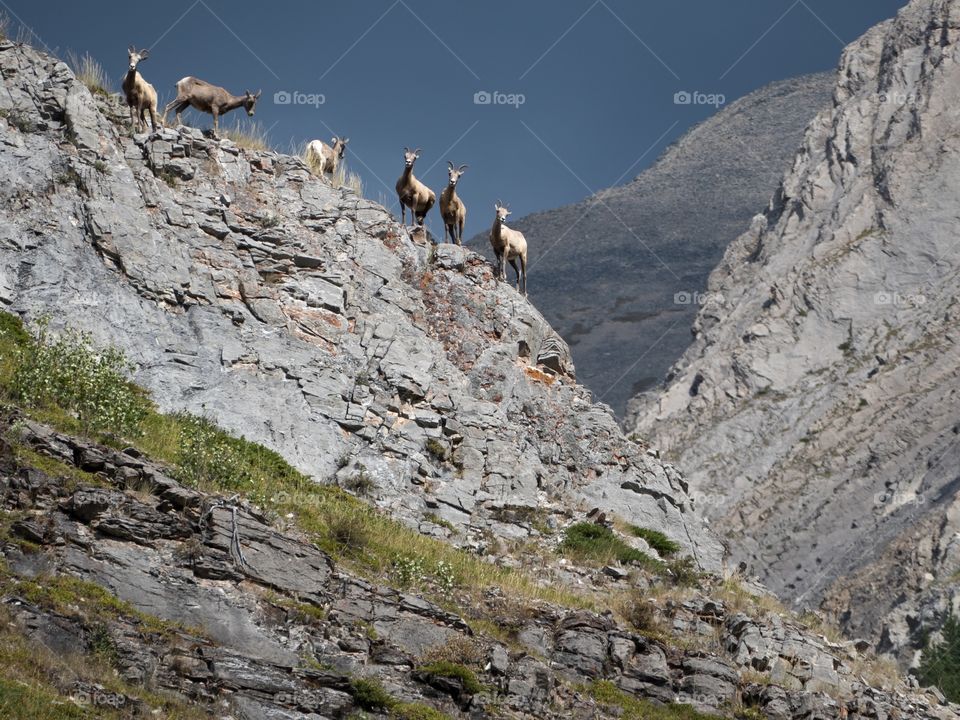 Bighorn Sheep Hanging Out on the Cliffs, in Kananaskis, 