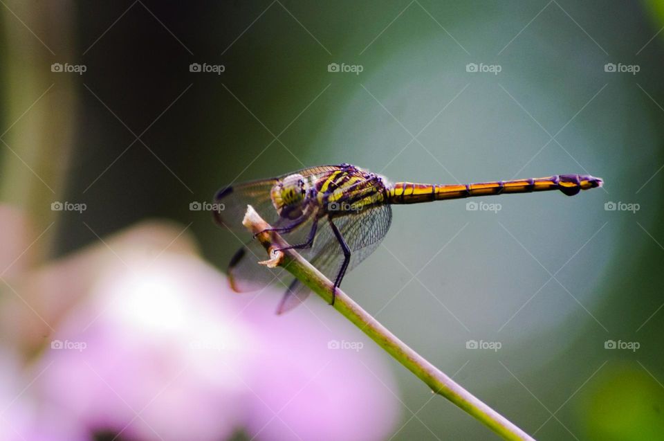 dragonfly