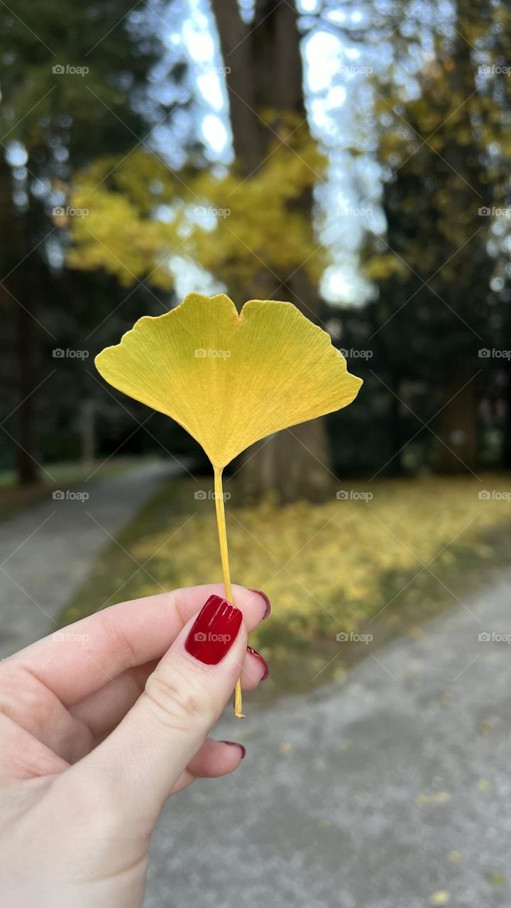 Ginkgo Leaf and Red Nails
A bright yellow ginkgo leaf rests gently in a hand with red nail polish — autumn’s charm meets personal style.