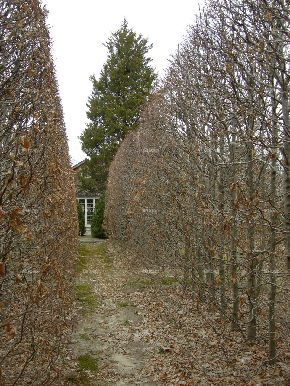 Hornbeam hedge