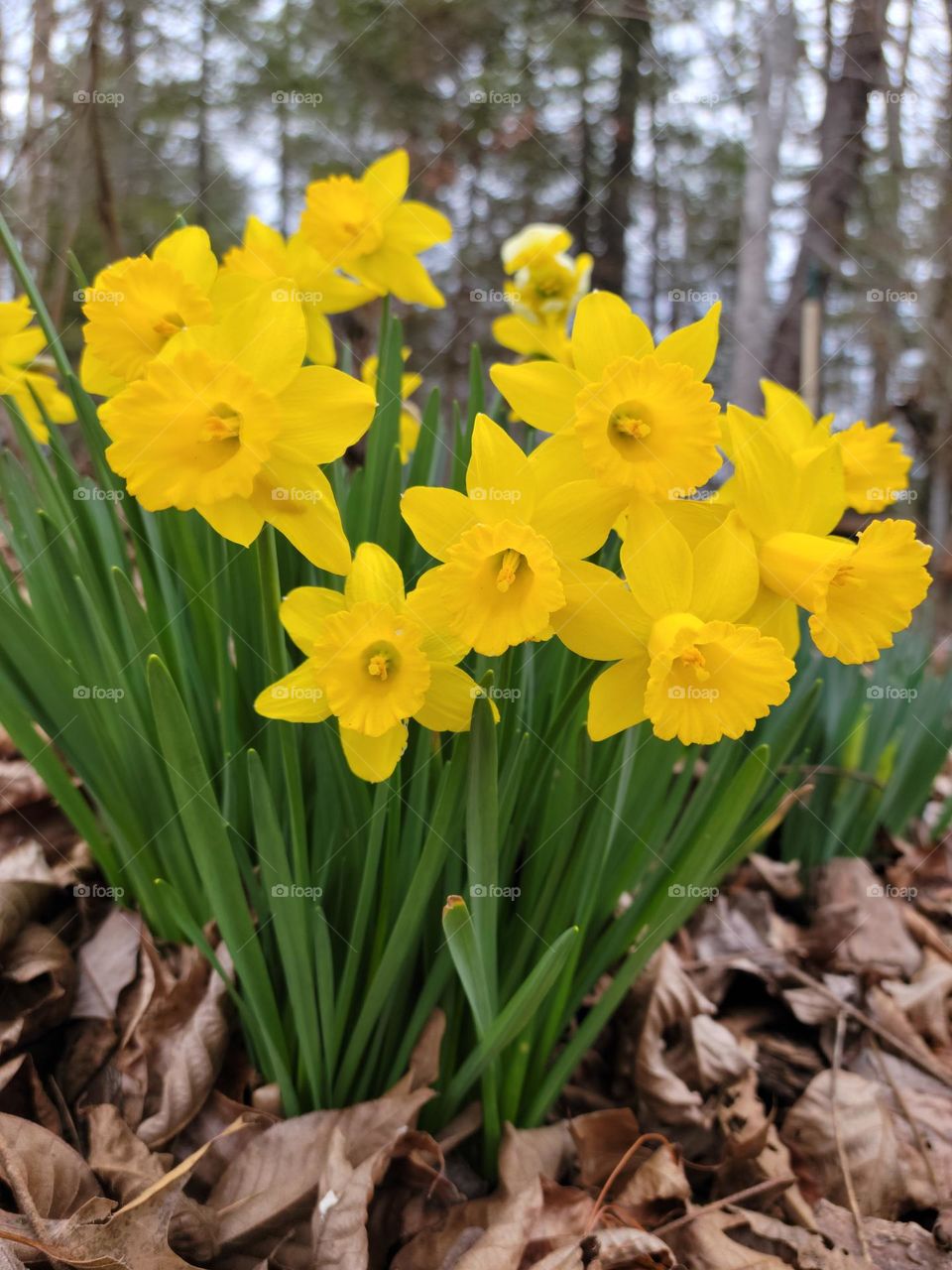 First flower of spring