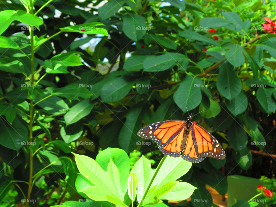 Butterfly in a garden background.