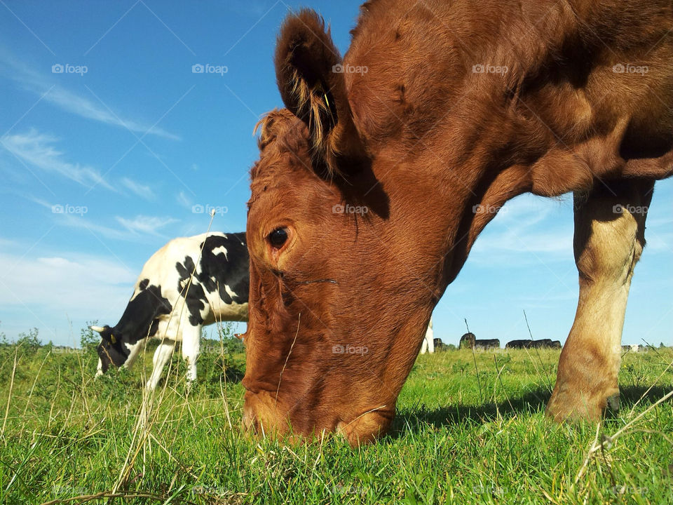 cow grazing dedham by Degsi