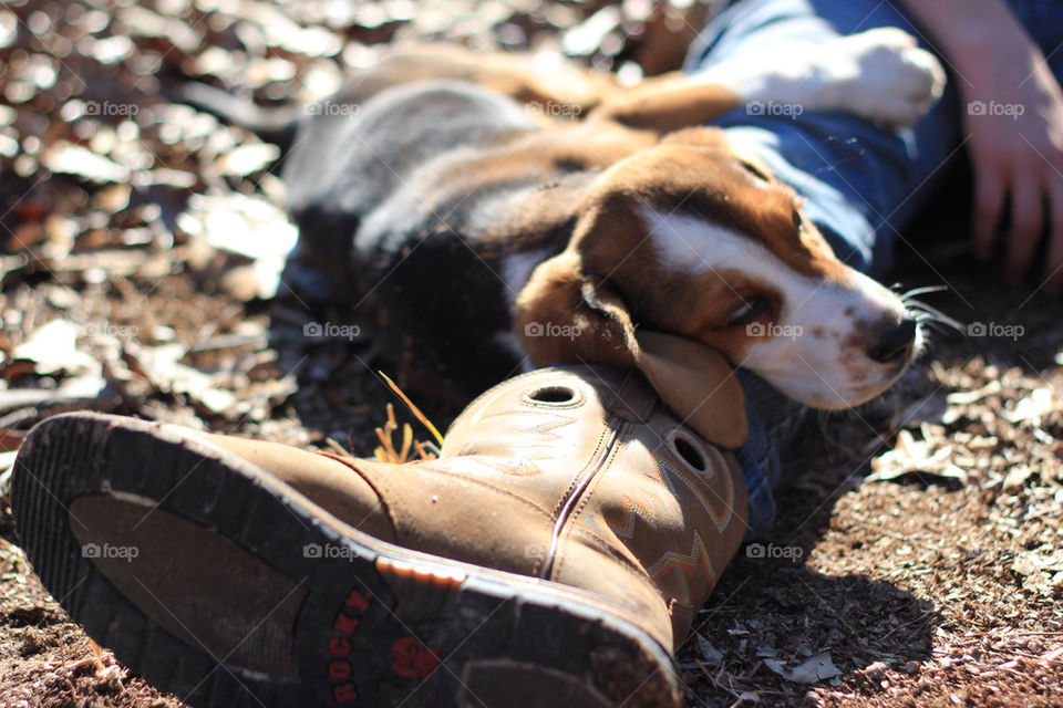 PUPPY LAYING ON A BOOT