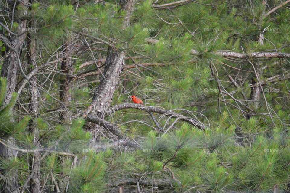 cardinal