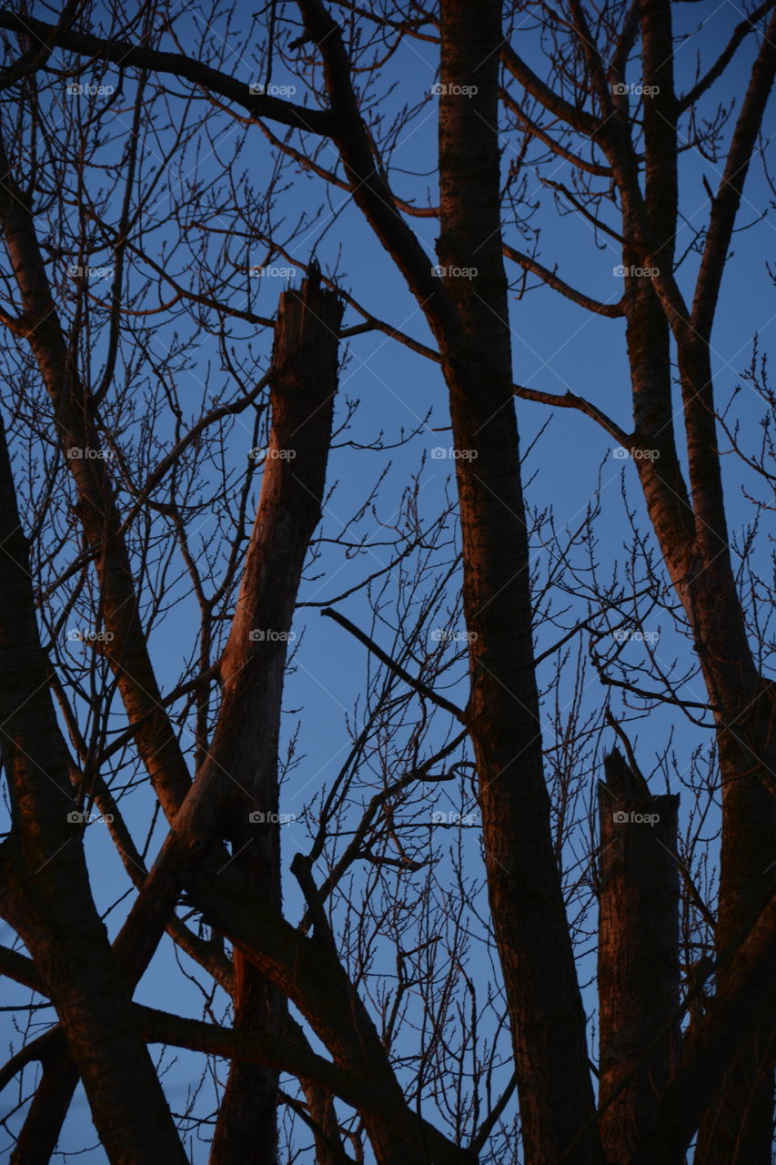 awesome tree and sky