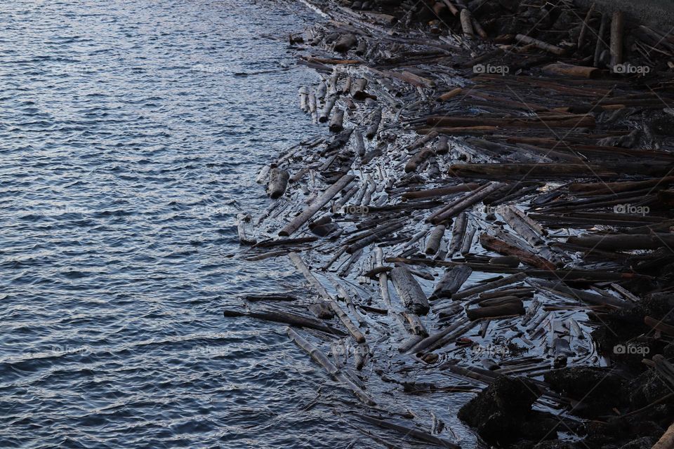 logs in the ocean