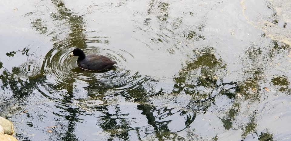 Duck on Water