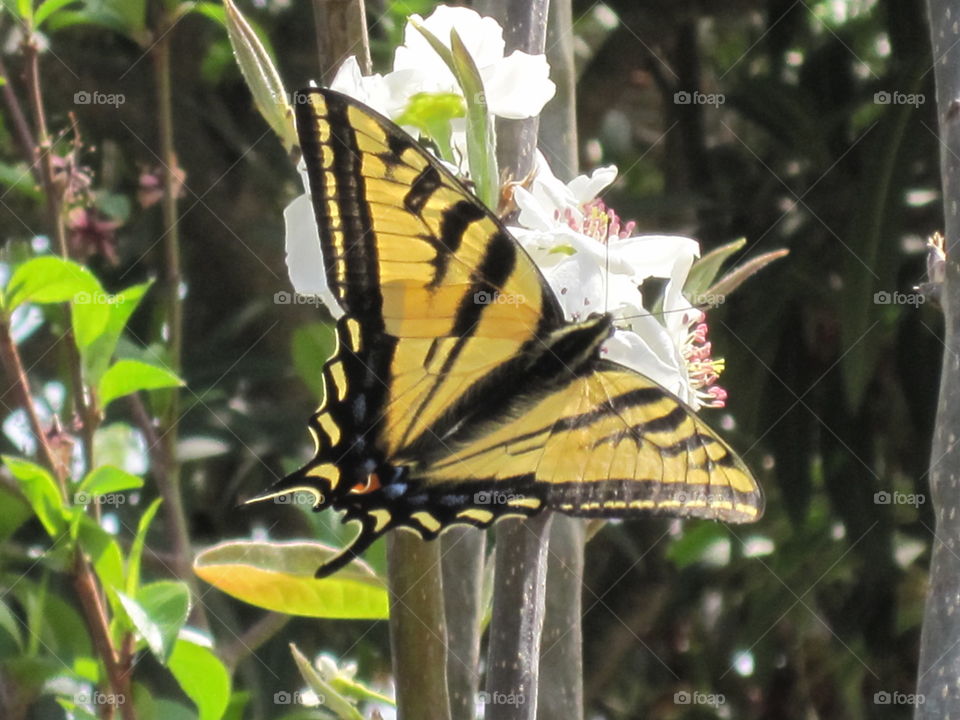Butterfly Beauty...