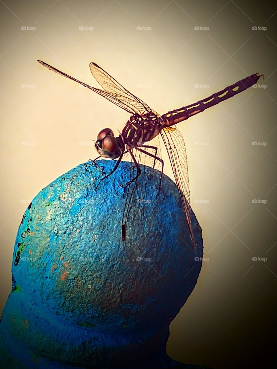 resting dragonfly