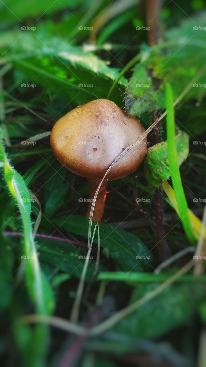Great mushroom