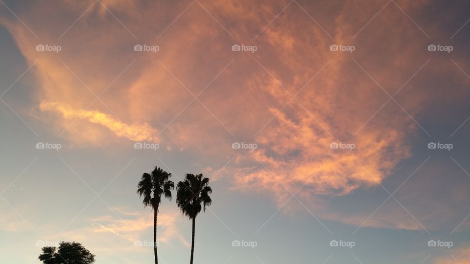 Palm trees and clouds