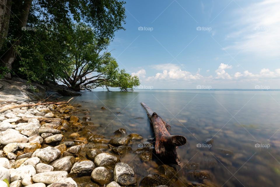 Lake with wood and a tree in the background