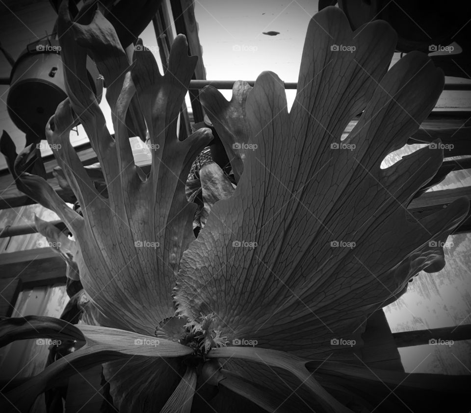 staghorn fern grayscale