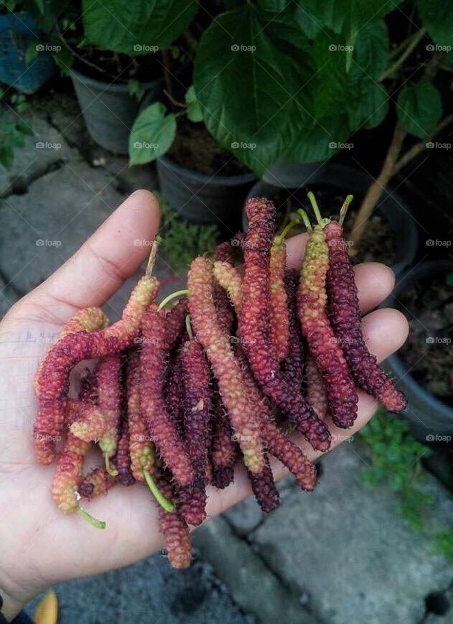 Human hand holding mulberry
