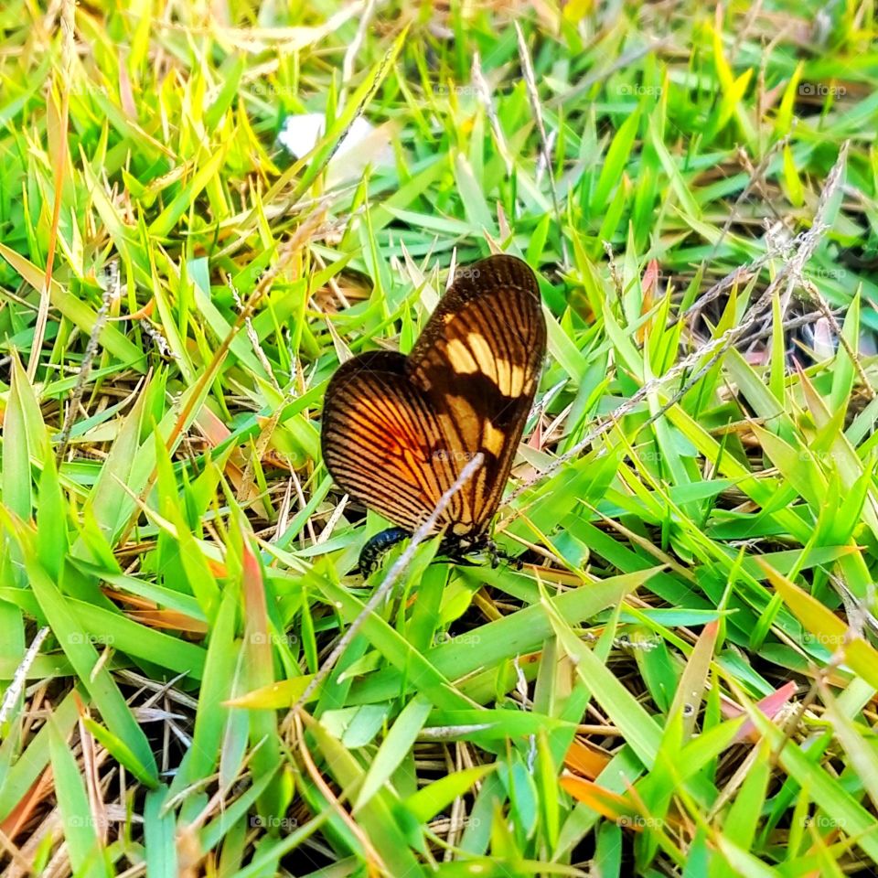 borboleta