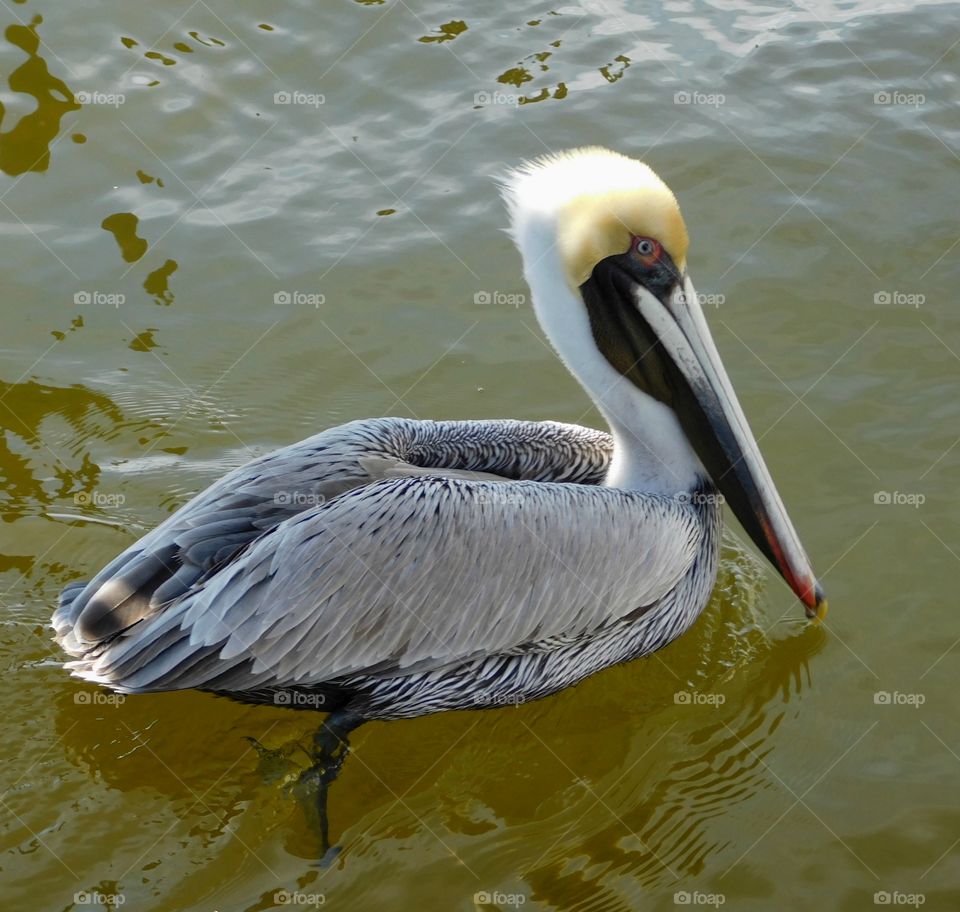 A Juvenile Pelican paddling and wading in the bay looking for a fish to come his way. 