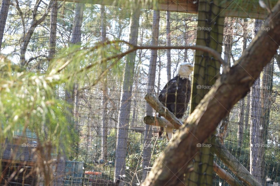 Eagle at zoo 